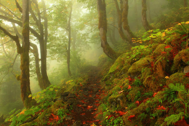Обои картинки фото природа, лес, камни, листва, деревья, туман