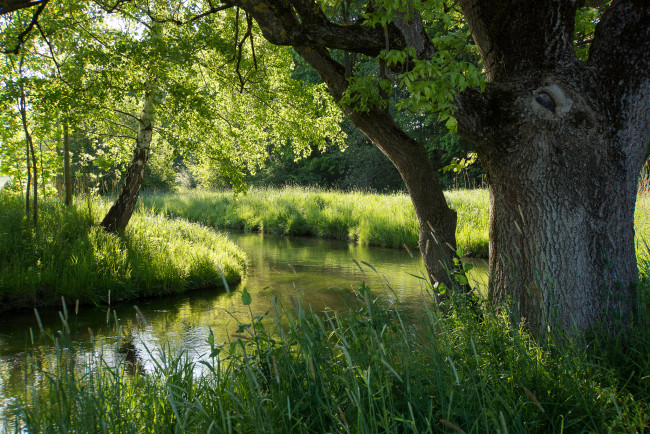 Обои картинки фото природа, реки, озера, лето, лес, река, деревья, трава, зелень, ярко