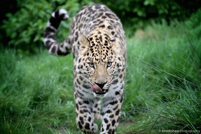 Обои картинки фото животные, леопарды, кошка, морда, язык, прогулка