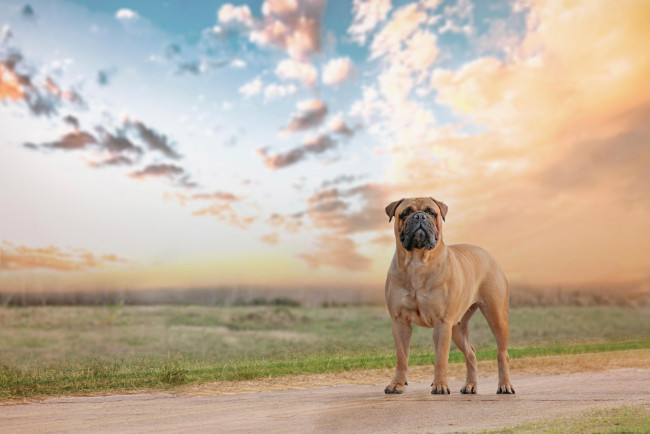 Обои картинки фото животные, собаки, bullmastiff, взгляд