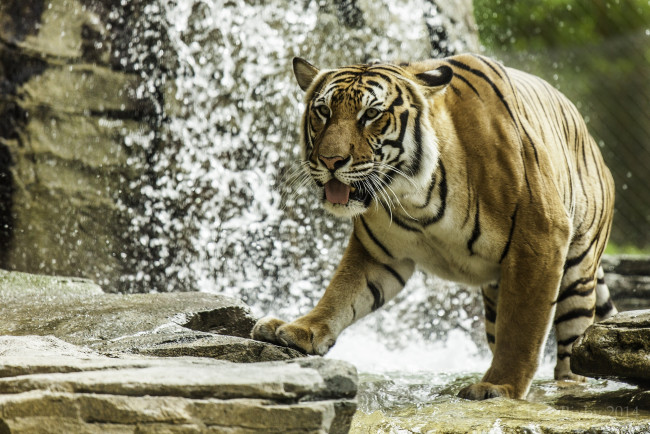 Обои картинки фото животные, тигры, купание, вода, камни, хищник, полоски