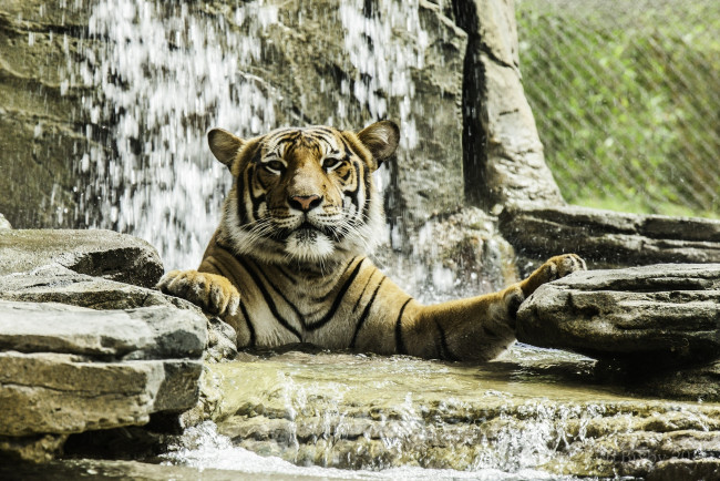 Обои картинки фото животные, тигры, купание, вода, камни, морда, кошка