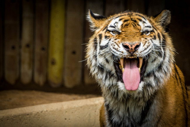 Обои картинки фото животные, тигры, пасть, кошка, морда, гримаса, язык, клыки
