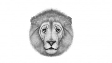 Картинка рисованное минимализм лев