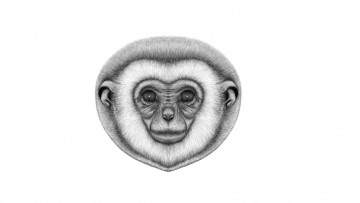 Картинка рисованное минимализм обезьяна