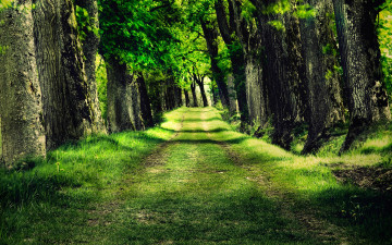 Картинка природа дороги лес дорога аллея деревья