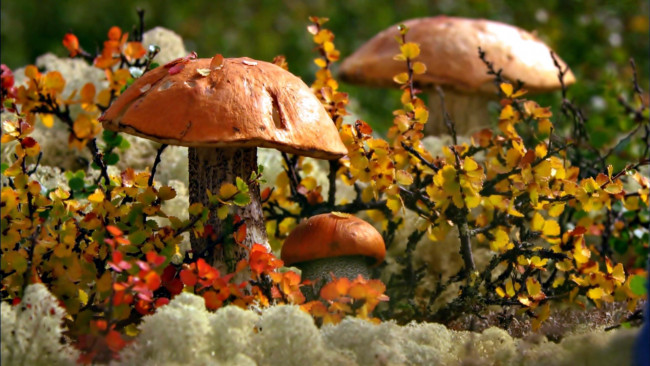 Обои картинки фото природа, грибы, подосиновики