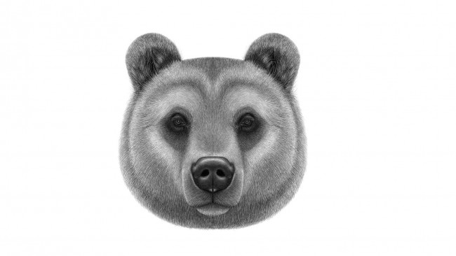 Обои картинки фото рисованное, минимализм, медведь