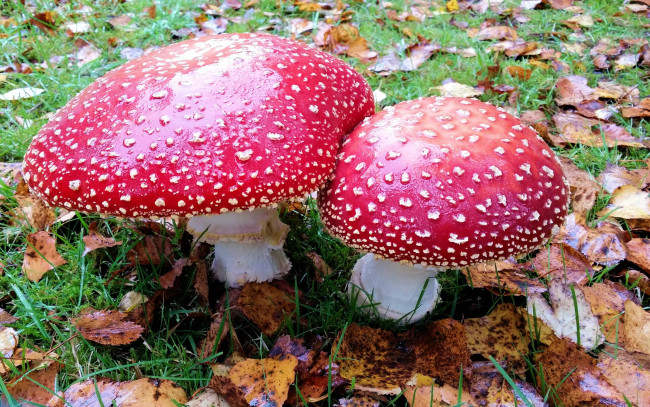 Обои картинки фото природа, грибы,  мухомор, парочка, осень, листья