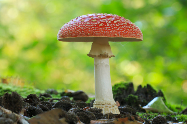 Обои картинки фото природа, грибы,  мухомор, грибок