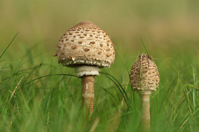 Обои картинки фото природа, грибы,  мухомор, грибочки