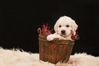 Картинка животные собаки милый ретривер щенок