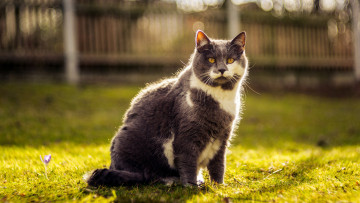 Картинка животные коты желтые глаза серый красавец двор кошка весна трава природа забор морда кот зелень