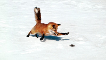 Картинка животные лисы жертва добыча погоня мышь лиса хищник снег зима охота