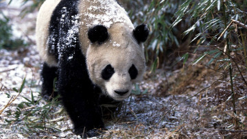 обоя животные, панды, панда, снег, бамбук