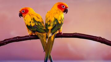 Картинка животные попугаи неразлучники пара ветка