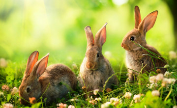Картинка животные кролики +зайцы луг клевер трава