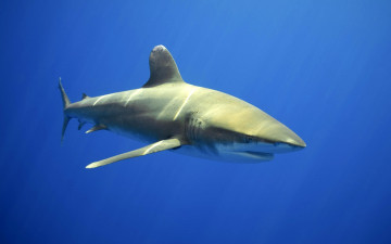 Картинка животные акулы акула вода глубина