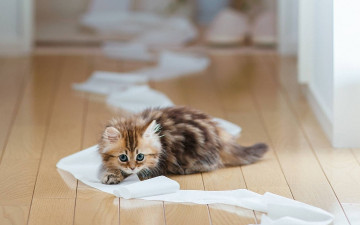 Картинка животные коты рулон котенок игра пол бумага