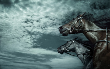 Картинка животные лошади небо темный скорость