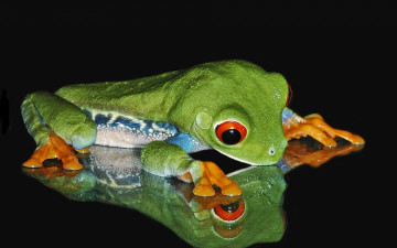 Картинка животные лягушки лягушка отражение древесная присоски