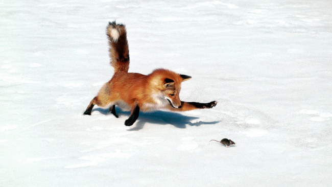 Обои картинки фото животные, лисы, жертва, добыча, погоня, мышь, лиса, хищник, снег, зима, охота