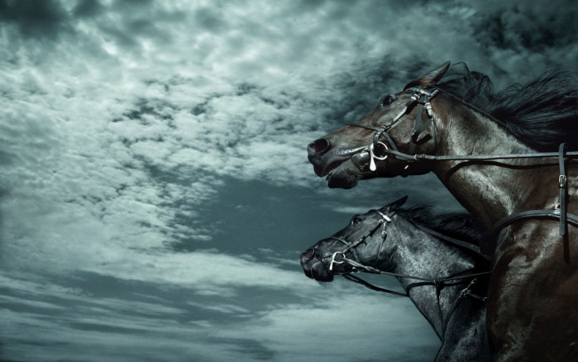 Обои картинки фото животные, лошади, небо, темный, скорость
