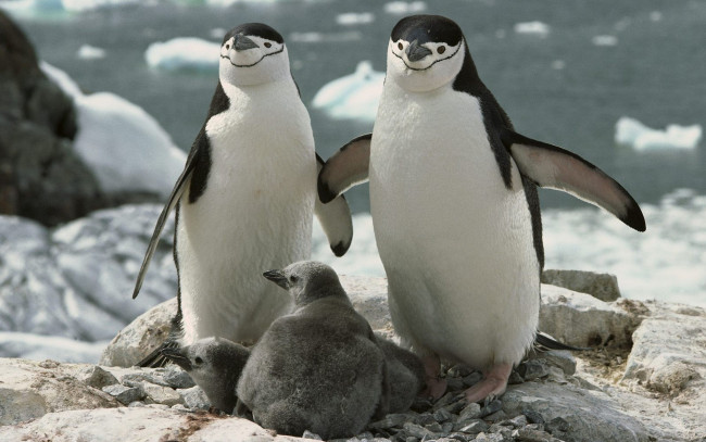 Обои картинки фото животные, пингвины, лед, море, камни, скалы, пингвинята, птенцы, пара