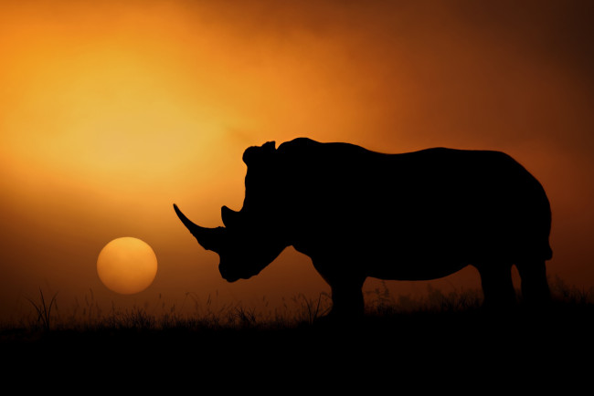 Обои картинки фото животные, носороги, носорог, вечер, солнце, африка, силуэт