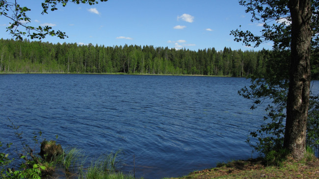 Обои картинки фото озеро щучье, природа, реки, озера, озеро, лес, деревья, лето, карельский, перешеек