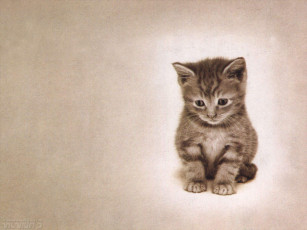 Картинка котенок животные коты