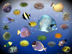Картинка рыбки 3д графика animals животные