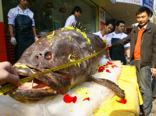 Картинка 309 kg fish разное люди