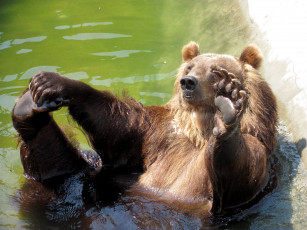 Картинка животные медведи