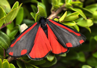 Картинка животные бабочки красный черный крылья