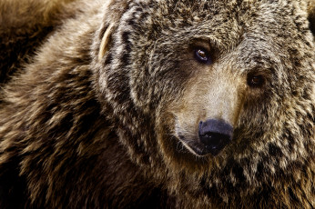 Картинка животные медведи бурый взгляд