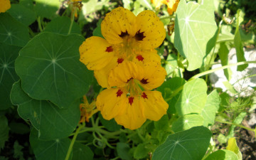 Картинка цветы настурции солнечные блики желтый зеленый мошкара настурция