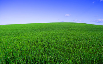 Картинка природа поля поле зелёная