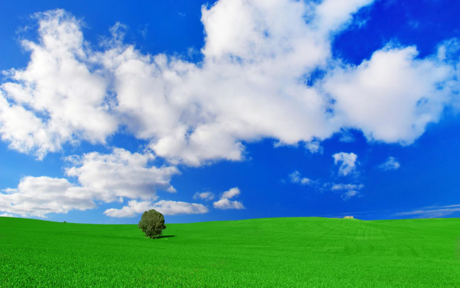 Обои картинки фото природа, поля, облака, поле, дерево