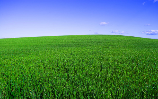 Обои картинки фото природа, поля, поле, зелёная