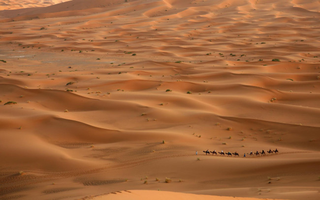 Обои картинки фото природа, пустыни, пустыня, караван