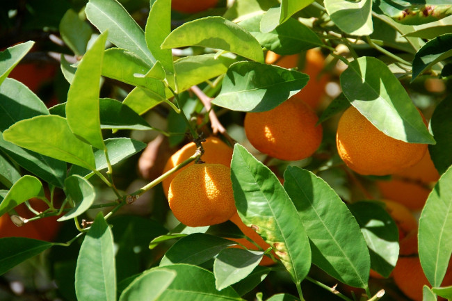 Обои картинки фото природа, плоды, мандарины, оранжевый