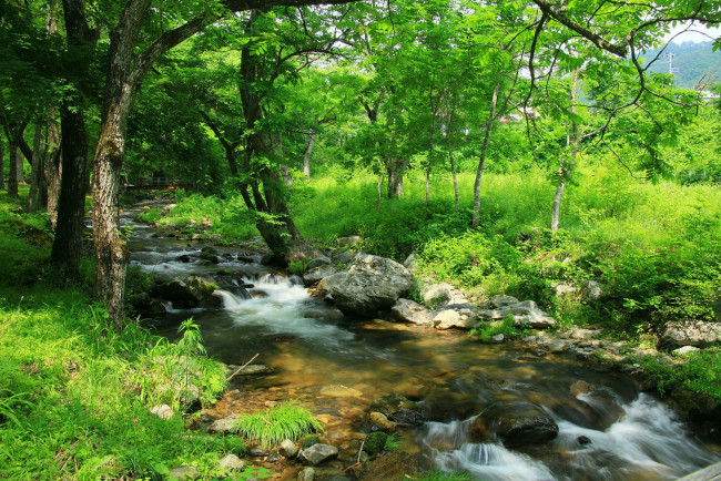 Обои картинки фото природа, реки, озера, трава, деревья, река