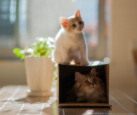 Картинка животные коты котята