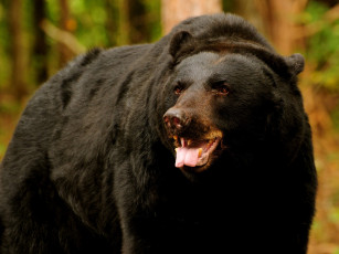 Картинка wild black bear животные медведи черный медведь