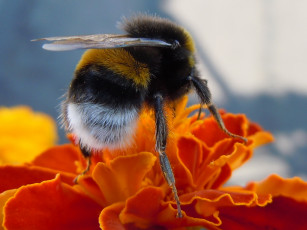 Картинка животные пчелы осы шмели шмель цветок