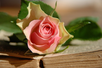 Картинка цветы розы книга бутон