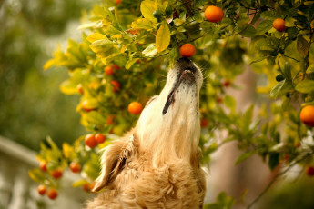 Картинка животные собаки мандарины