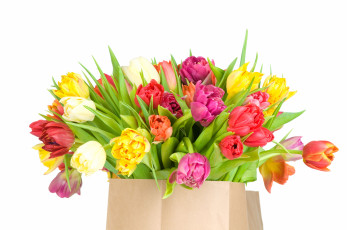 Картинка цветы тюльпаны бутоны пакет