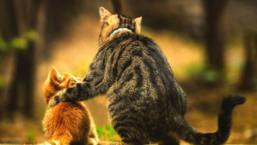 Картинка дружбаны животные коты кот котенок покровительство